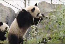 熊猫的视频,熊猫视频中的温馨瞬间回顾