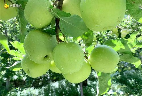 青苹果在线视频,探索青春记忆的视听盛宴