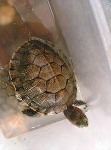 乌龟咬人视频,揭秘动物世界的另类防御策略